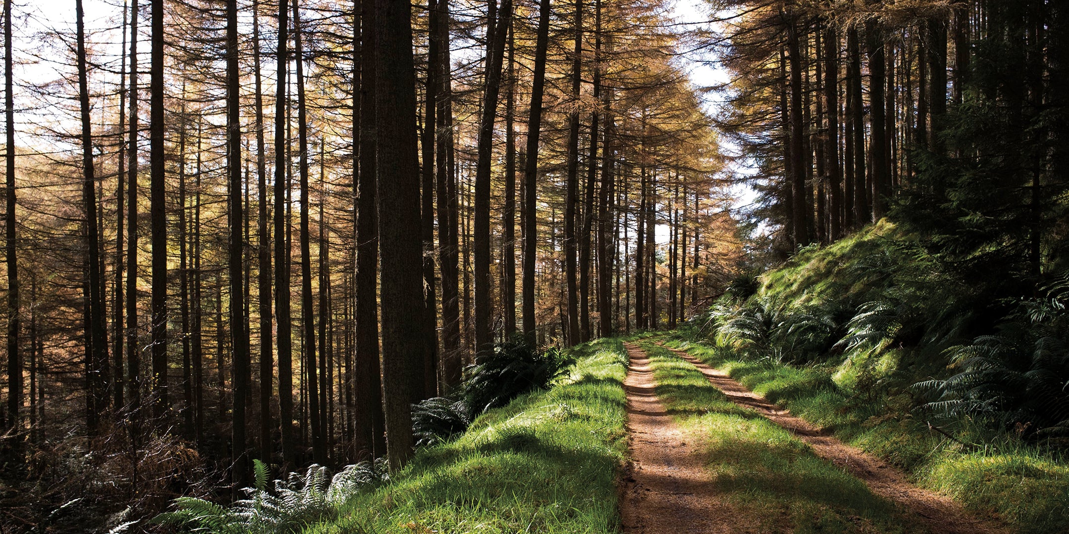 Wunderschön von der Sonne beleuchteter Waldweg, auf dem man Joggen kann.